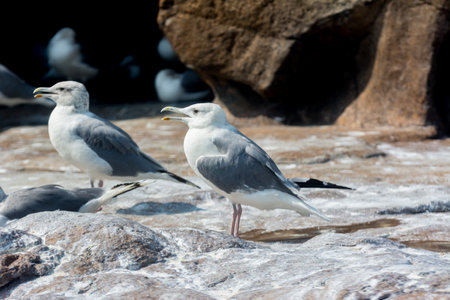 a pair of seagulls standing on rocky coastlineの写真素材