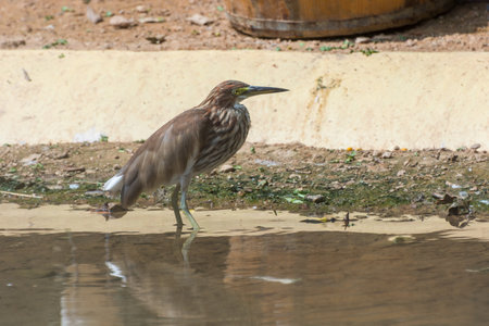 The Chinese pond heron (Ardeola bacchus) is an East Asian freshwater bird of the heron family, Ardeidaeの写真素材
