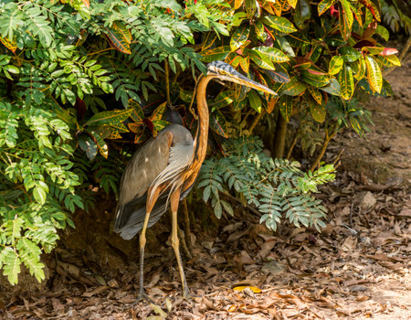 Purple heron, Ardea purpurea, a wide-ranging species of wading bird in the heron family, Ardeidaeの写真素材