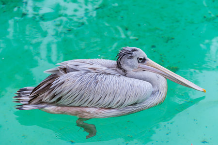 Close-up of a grey Pelican birds swimming in the poolの写真素材