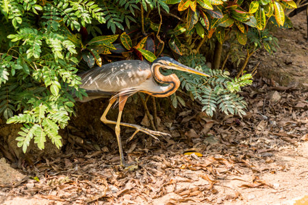 Purple heron, Ardea purpurea, a wide-ranging species of wading bird in the heron family, Ardeidaeの写真素材
