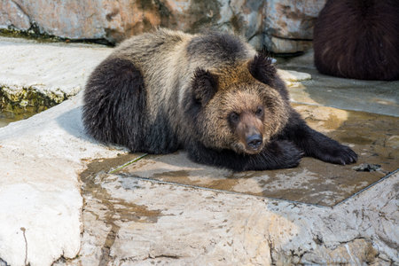 A big and strong black bear walking on rocks in zooの写真素材