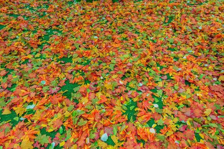 Artificial maple fall foliages background for autumn seasonの写真素材