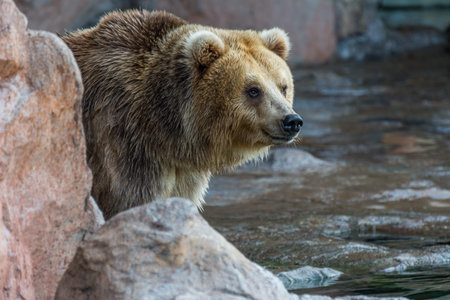 Brown bear sitting and waiting for food on rocks