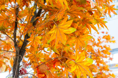 Colorful artificial maple fall foliagesの写真素材