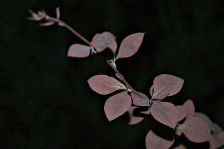 A close up of a flower. High quality photoの写真素材
