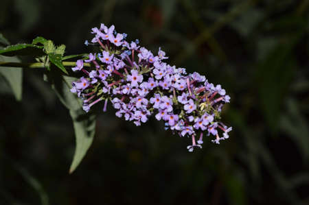 A close up of a sunflower. High quality photoの写真素材