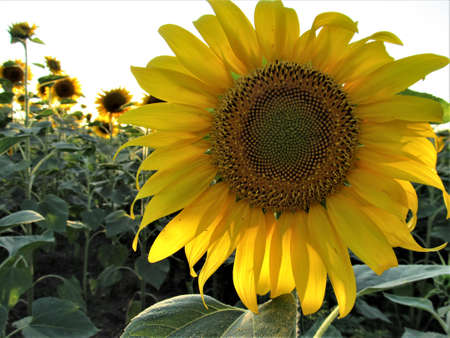 A close up of a sunflower. High quality photoの写真素材