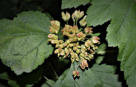 A flock of birds sitting on top of a tree. High quality photoの写真素材