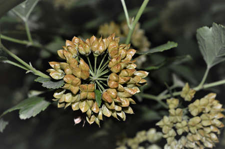 A flock of birds sitting on top of a tree. High quality photoの写真素材