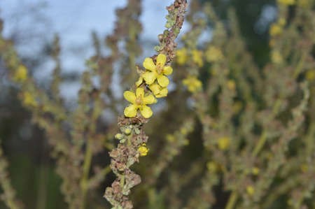 A close up of a flower. High quality photoの写真素材