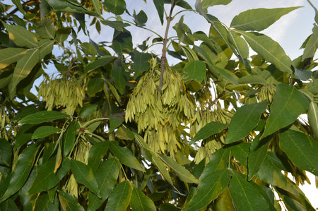 A close up of a tree. High quality photo