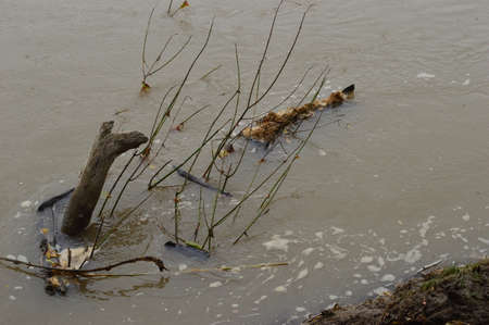 A bird in the water. High quality photoの写真素材