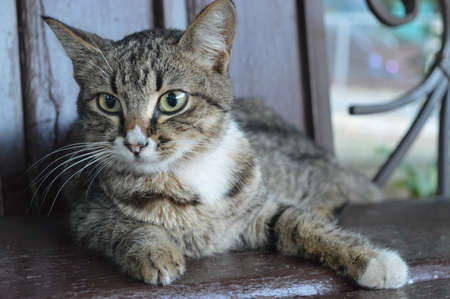 A cat sitting on top of a wooden table. High quality photoの写真素材