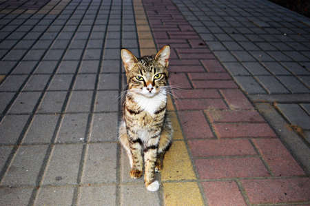 A cat walking on a sidewalk. High quality photoの写真素材