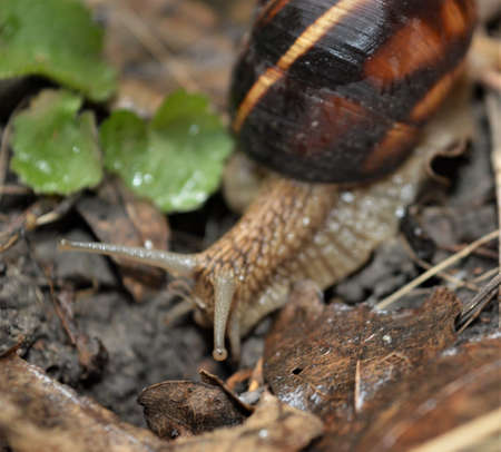A snail on the ground. High quality photoの写真素材