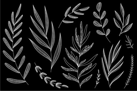 Big branches set. Botanical illustration. Vector elements collection. Isolated. White line work on black background.のイラスト素材