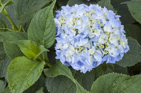 Blooming hydrangea in pink and blue colors