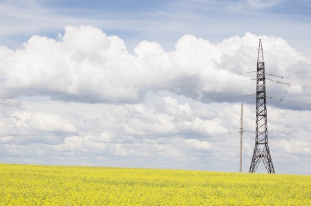 Field of flowering oilseed rape and power line on a background of cloudsの写真素材