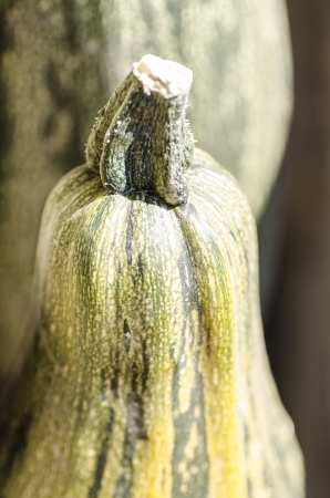 Zucchini, macro, blurred background. From the series "Autumn vegetables"の写真素材