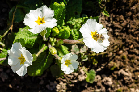 Bee on a white flower primrose From series Flowers in natureの写真素材