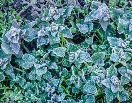 Spring leaves covered with frost From series Flowers in natureの写真素材