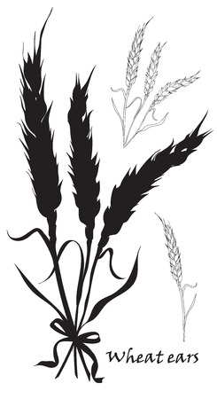 Ears of wheat tied. Black silhouette on white background. Vector illustration.のイラスト素材