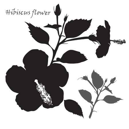 Hibiscus flower. Black silhouette on white background. Vector illustrationのイラスト素材