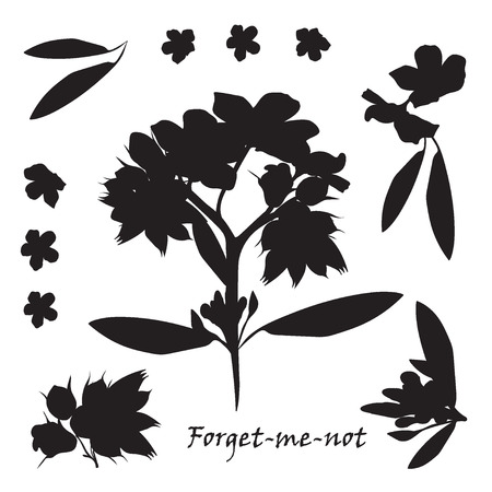 Set of bouquet beautiful forget-me-not flowers. Black silhouette on white background Vector illustration.のイラスト素材