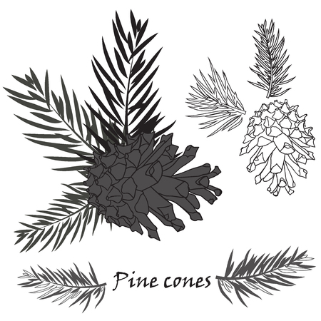 Fir tree branches with pine cone Black silhouette on white background. Vector illustrationsのイラスト素材