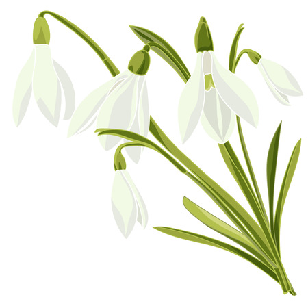 Set beautiful snowdrop flowers. Vector illustration. Isolated on white backgroundのイラスト素材