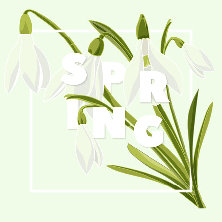Spring floral background with beautiful snowdrop flowers. Multicoloured greeting card on green background .Vector illustrationのイラスト素材