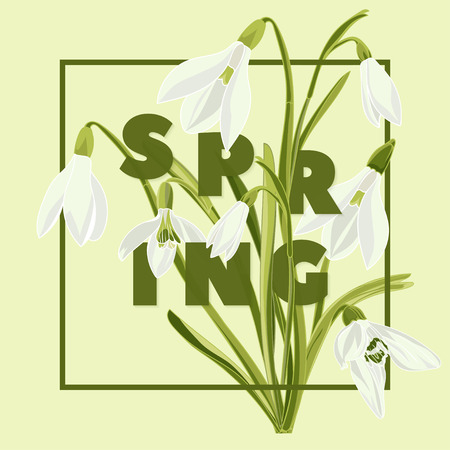 Spring floral background with beautiful snowdrop flowers. Multicoloured greeting card on green background .Vector illustrationのイラスト素材