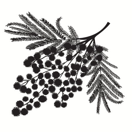 Hand-drawn branch of mimosa. Black silhouette on white background Good idea for your design, poster, greeting card, web banner. Vector illustrationのイラスト素材