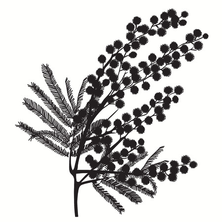 Hand-drawn branch of mimosa. Black silhouette on white background Good idea for your design, poster, greeting card, web banner. Vector illustrationのイラスト素材