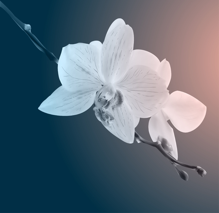 Beautiful orchid flowers. Vintage card. Sad mood. Photo realistic botanical vector illustrationのイラスト素材