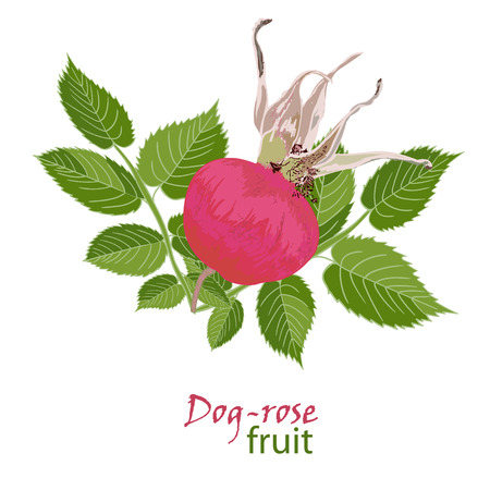 Set red flowers of rose with leaves and fruit in realistic hand-drawn style Vector illustration.のイラスト素材