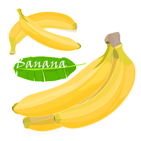 Branch tropical palm banana leaves and fruits. realistic drawing in flat color style, isolated on white background. Vector illustrationのイラスト素材