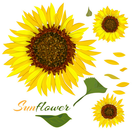 Beautiful botanical art illustration with set sunflower isolated on white background for print decorative design, wedding invitation card. Colorful summer sketch, watercolor style. Vectorのイラスト素材
