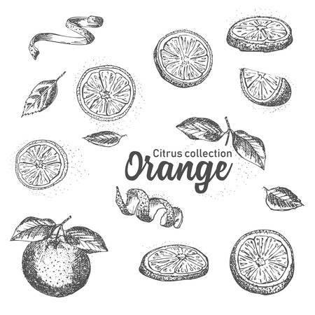 Black and white set of hand drawn tropical citrus fruit. Orange. Ink sketch style. Good idea for templates menu, recipes, greeting cards. Vector illustrationのイラスト素材