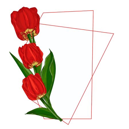 Spring flower bouquet. Red Tulips isolated on white background Realistic botanical sketch. Trending frame and place for text. Watercolor vector style. Women, mother days, 8 march, wedding designのイラスト素材