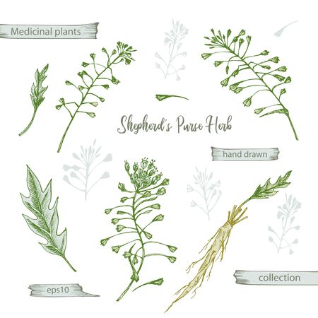 Set color hand drawn of Shepherds Purse root, lives and flowers isolated on white background. Retro vintage graphic design. Botanical sketch drawing, engraving style. Vector illustration.のイラスト素材