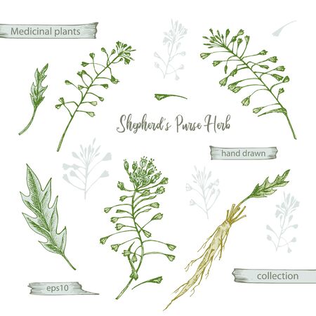 Set color hand drawn of Shepherds Purse root, lives and flowers isolated on white background. Retro vintage graphic design. Botanical sketch drawing, engraving style. Vector illustration.の素材 [FY310141542623]