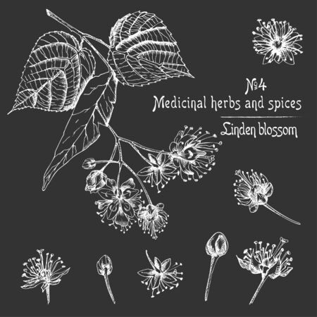 Set of Linden blossom hand drawn patterns with flower, lives and branch in black color on chalkboard background. Retro vintage graphic design Botanical sketch drawing, Vector illustration.のイラスト素材