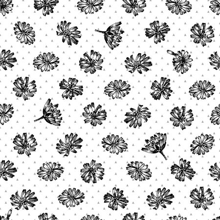 Seamless pattern with Realistic Botanical black ink sketch of chicory flowers, isolated on white background, floral herbs collection. Medicine plant. Vintage rustic vector illustrationのイラスト素材