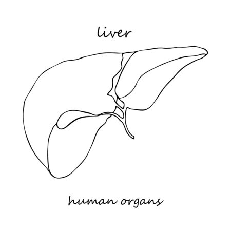 Liver. Realistic hand-drawn icon of human internal organs. Line art. Sketch style. Design concept for your medical projects post viral rehabilitation posters, tattoos. Vector illustration.のイラスト素材