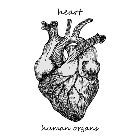 Heart. Realistic hand-drawn icon of human internal organs. Engraving art. Sketch style. Design concept for your medical projects post viral rehabilitation posters, tattoos. Vector illustration.のイラスト素材