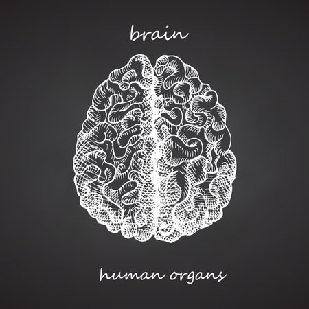 Brain. Realistic hand-drawn icon of human internal organs on chalkboard. Engraving art. Sketch style. Design concept for your medical projects post viral rehabilitation posters, tattoos. Vector.のイラスト素材