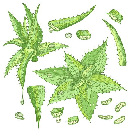 Set of Aloe vera hand drawn patterns with lives and flower in green and red color isolated on white background. Retro vintage graphic design Botanical sketch drawing, Vector illustration.のイラスト素材