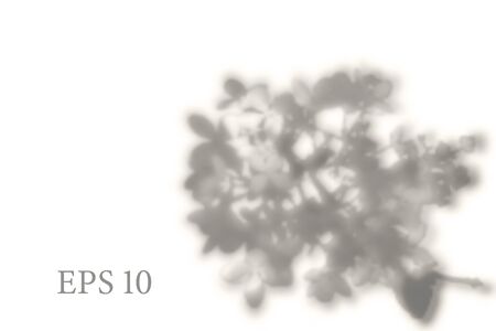 Transparent natural sakura tree branch shadow. Light effect overlay. Mesh grid. Presentation your design card, poster, stories Photo realistic vector illustrationのイラスト素材